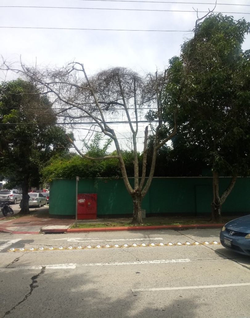 áboles afectados por muérdago