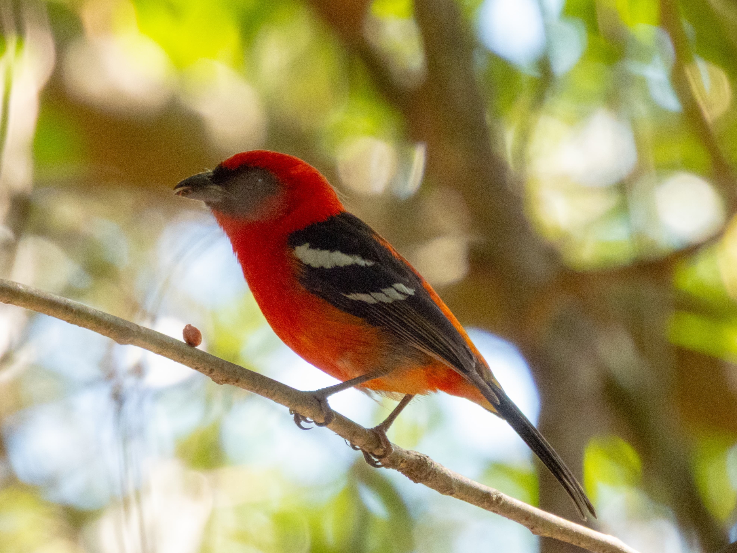 avistamiento de aves